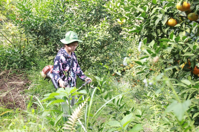 Các hộ thành viên trong HTX làm cỏ bằng máy phát để giảm thiểu ô nhiễm môi trường. Ảnh: Thanh Tiến.