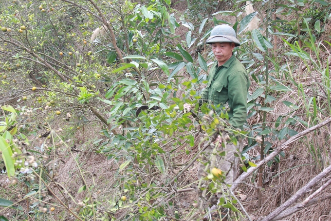 chuyen-doi-cay-trong-thay-the-dien-tich-cam-da-chet-183411_939.jpg Một số loại cây trồng khác như quế, tre Bát Độ đang được trồng thay thế diện tích cam đã chết. Ảnh: Thanh Tiến.