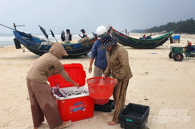 z5050672818695_7043ee4163c29279463da5ba78b7019a-120928_818-120929.jpg Mùa biển động, ra lộng đánh cá, hải sản lên bờ vẫn còn tươi rói. Ảnh: Võ Dũng.