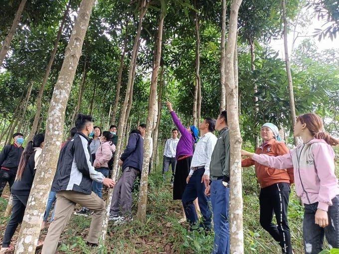 Nông dân huyện Bắc Hà cùng nhau chia sẻ cách phòng trừ sâu bệnh hại quế theo hướng an toàn sinh học. Ảnh: Lưu Hòa.