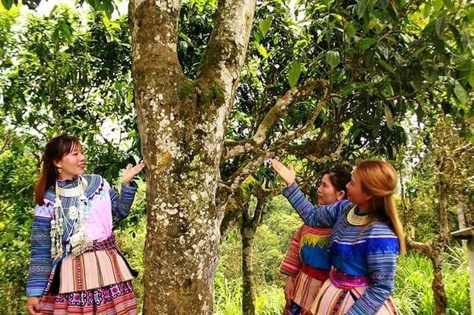Vùng chè shan tuyết hữu cơ tạo thu nhập ổn định cho hơn 300 hộ dân với hơn 1.500 lao động của xã Bản Liền (huyện Bắc Hà), tổng thu nhập trên 94 tỷ đồng mỗi năm. Ảnh: Lưu Hòa.