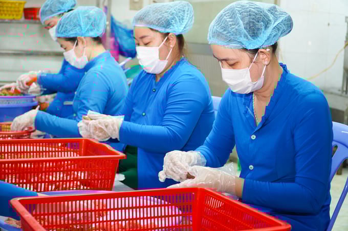 Các cơ sở sản xuất nem Lai Vung đã xây dựng thương hiệu uy tín, đảm bảo chất lượng, an toàn vệ sinh thực phẩm, cải tiến mẫu mã để đáp ứng yêu cầu, thị hiếu của thị trường. Ảnh: Kim Anh.