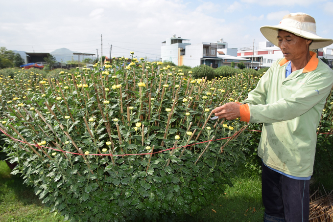 3-141445_972.jpg Những chậu cúc có kích cỡ 80cm anh Định đã bán với giá 1,6 triệu/chậu. Ảnh: V.Đ.T.