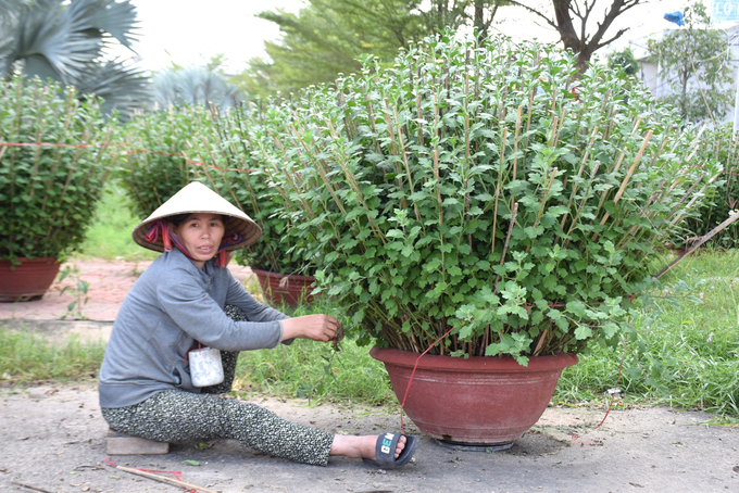 6-141447_304.jpg Dù đã bán cho thương lái nhưng chủ nhà vườn vẫn tích cực chăm sóc những chậu cúc. Ảnh: V.Đ.T.