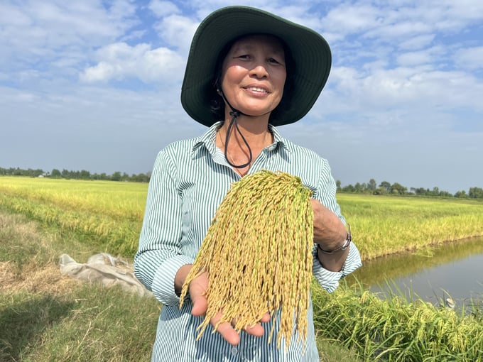 z5098186153063_c1d77fe1ce8dedc0c7c4ddfc1b8ceed9-132059_651.jpg Bà Bạch Thị Vững, Phó Giám đốc Trung tâm nghiên cứu và Phát triển thuộc Công ty Cổ phần Tập đoàn Giống Cây Trồng Việt Nam (Vinaseed Group) tác giả của giống lúa lai F1 KCR06-1. Ảnh: Trọng Linh.
