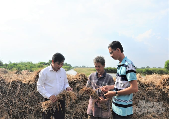 Hộ bà Thái Thị Vĩnh, xã viên Hợp tác xã Ngã Bát tham gia thực hiện liên kết sản xuất nhưng bị Công ty Âu Á tự ý phá bỏ hợp đồng, dẫn đến khó tiêu thụ, phải chờ thương lái đến thu mua. Ảnh: Trung Chánh.