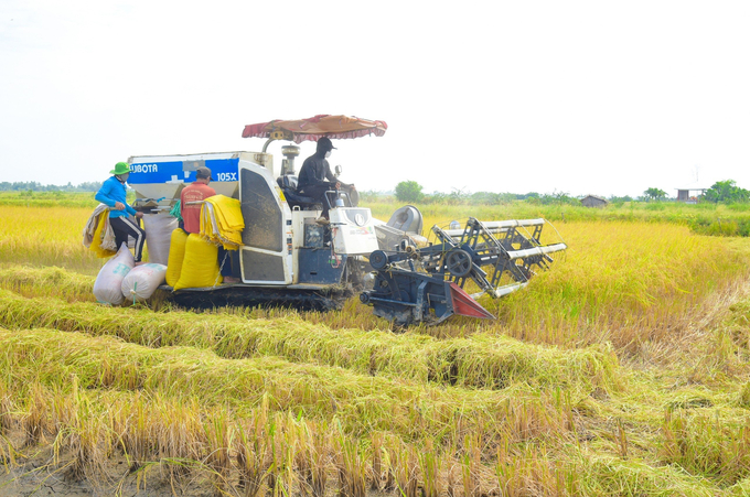 lt-163700_859.jpg Những ngày cận Tết, nông dân huyện Vĩnh Thuận đang đón niềm vui lớn khi các diện tích lúa - tôm vừa trúng mùa, vừa được giá. Ảnh: Diễm Trang.