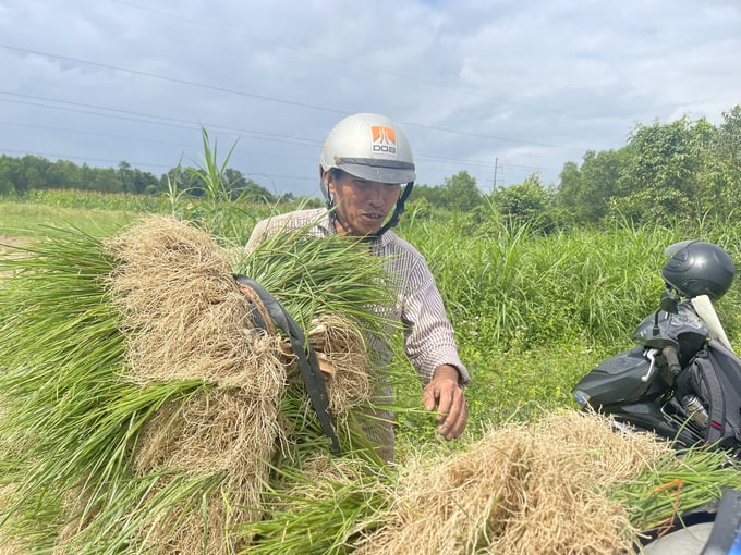 1-091447_970.jpg Năm nay, giá kiệu thấp hơn nhiều so với các năm trước nên hầu hết các hộ trồng kiệu đều thất thu. Ảnh: L.K.
