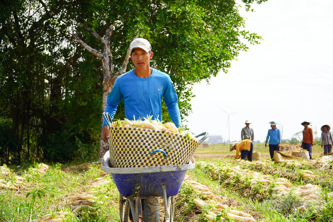 thoat-ngheo-tu-nghe-trong-cu-cai-trang-lam-xa-bau-151945_370-151945.jpeg Vụ mùa 2023 – 2024, tỉnh Sóc Trăng xuống giống trên 1.300ha củ cải trắng, tổng sản lượng thu hoạch gần 60.000 tấn. Ảnh: Kim Anh.