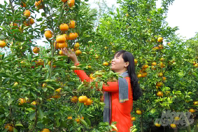 Sở dĩ cây quýt hồng (còn gọi là quýt tiều son) Lai Vung nổi tiếng, một phần là nằm cạnh dòng sông Hậu, nhờ khí hậu và thổ nhưỡng thích hợp đã giúp cây cho trái sum sê, chất lượng thơm ngon ít nơi nào bì kịp.