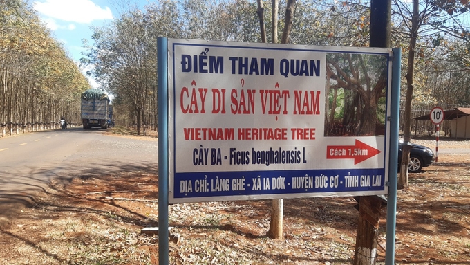 z5086571510398_c4f3799e0dc72e03a9799f120ba689c5-162505_174.jpg Biển chỉ đường vào 'Cây Di sản Việt Nam'. Ảnh: Tuấn Anh.