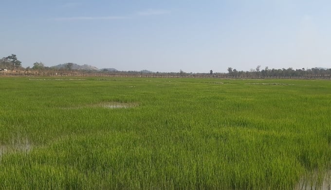 Cánh đồng lúa 3 vụ tại xã biên giới Ia Mơr hình thành nhờ nguồn nước từ hồ chứa thủy lợi Ia Mơr. Ảnh: Đăng Lâm.