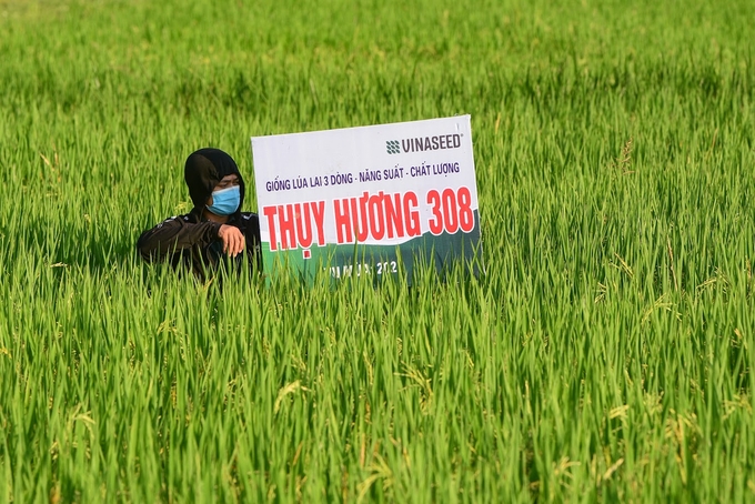 cung-thuy-huong-308-huong-toi-co-gioi-hoa-dong-bo-trong-nong-nghiep-121301_483.jpg Giống lúa lai Thụy Hương 308 đã thể hiện được những ưu điểm vượt trội, năng suất cao hơn nhiều so với các giống lúa khác đang cùng gieo cấy nên được bà con nông dân rất ưa thích. Ảnh: Tùng Đinh.