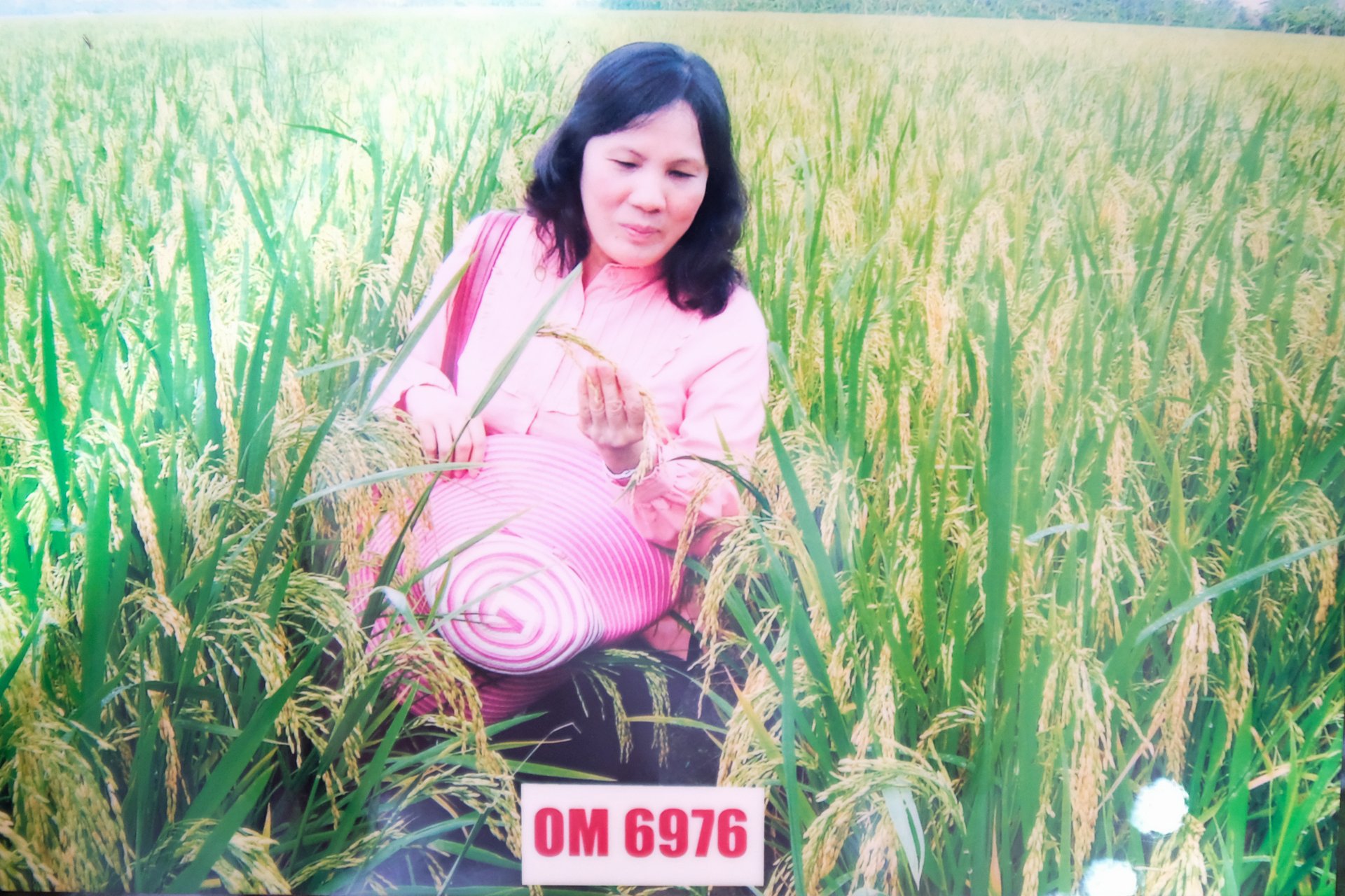 gap-tac-gia-giong-dang-duoc-gieo-trong-tren-40-dien-tich-lua-dbscl-104329_553.jpg
