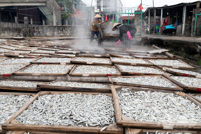 z5139369941311_d575463ad447c1dc53486a6ed62f8741-215353_80-215354.jpg Các cơ sở chế biến cũng vui lây vì có nguyên liệu. ẢNh: Võ Dũng.