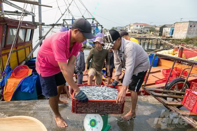 z5139370189178_3e6cbbe63d009f7c8cd1c9ec382f1847-215436_555-215437.jpg Ngư dân Quảng Trị trúng đậm cá biển cuối năm. Ảnh: VD.
