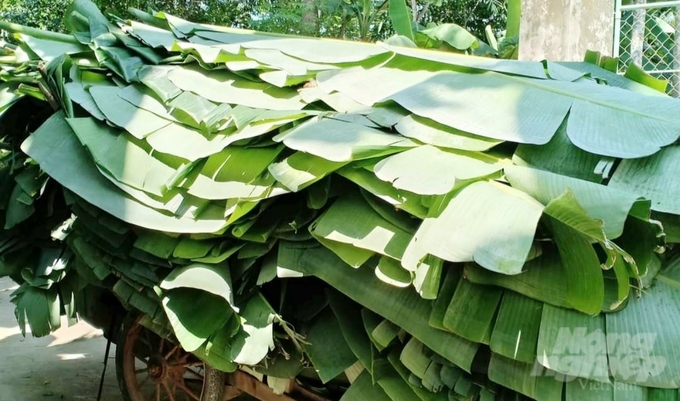 z5141377837308_9fa1dbe2500630826893b678823f5787-153612_910-153612.jpg Nguyên liệu bọc nem chua (lá chuối) được thu mua, tích trữ cách đây hơn một tháng.