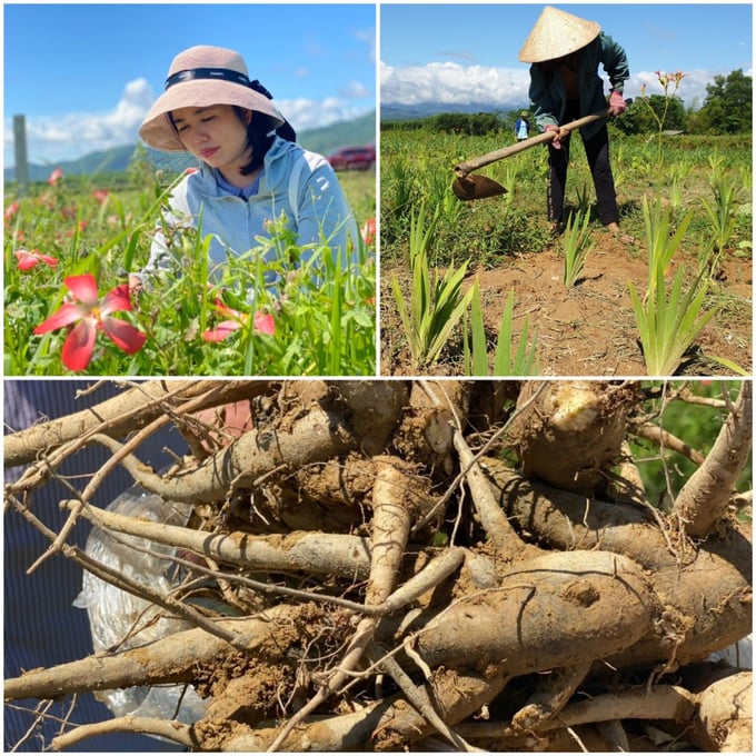 z5146606722249_77ab973b36d8f4459ebf75a3bea83508-162928_759.jpg Ngoài ra huyện này cũng chú trọng xây dựng các mô hình phát triển kinh tế mới như trồng cây dược liệu; chăn nuôi lươn không bùn..., tạo nguồn lực để người dân chung tay xây dựng NTM. Ảnh: Thanh Nga.