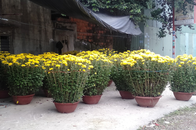 4-124209_795.jpg Trước những căn nhà không người ở, những người bán cúc tận dụng khoảng trống để bỏ lại những chậu cúc 'mồ côi'. Ảnh: V.Đ.T.