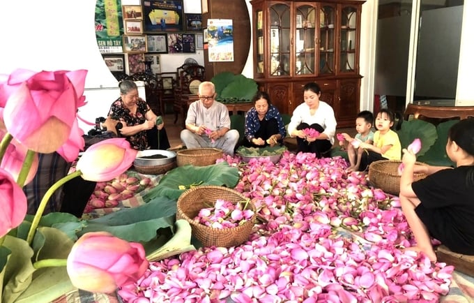 z5070373993038_9d7803483436dd9cffb8c6cc4c10ef62-092033_977.jpg Cả đại gia đình ông Xiêm đang bóc sen, lấy gạo làm trà. Ảnh: Nhân vật cung cấp.