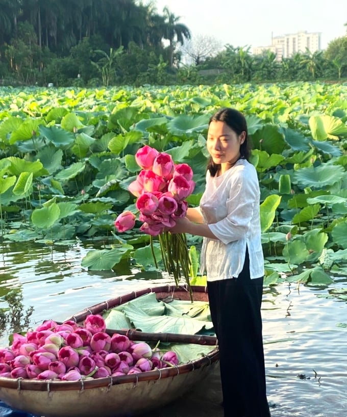 z5070374035487_ac9b6f7346aa4d6d580ab58a5d683a11-092034_828.jpg Đinh Thị Hiền hái sen làm trà. Ảnh: Nhân vật cung cấp.