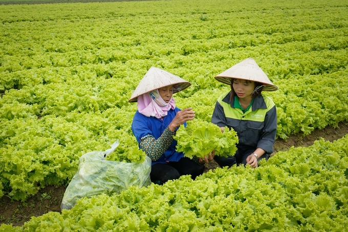Nếu có thông tin đầy đủ, nhận thức đầy đủ, được tiếp cận với tín dụng, khuyến nông, đào tạo, nông dân Việt Nam hoàn toàn có thể làm được những điều phi thường. Ảnh: Trung Quân.
