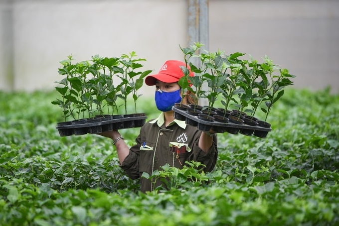 Nông nghiệp hiện đại, chuyên nghiệp sẽ thu hút sự quan tâm của thế hệ nông dân trẻ. Ảnh: Tùng Đinh.