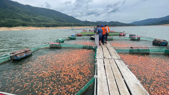 1-214216_383.jpg Cá diêu hồng nuôi ở hồ Định Bình cho chất lượng rất tốt, được đối tác Nhật Bản đánh giá cao khi chế biến món sashimi. Ảnh: V.Đ.T.