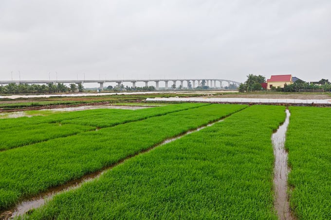 Ruộng đồng ở Đoàn Xá đang vào độ gieo mạ, chuẩn bị cho vụ đông xuân. Ảnh: Tùng Đinh.
