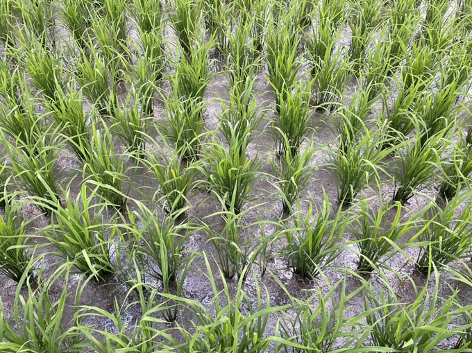 htx-vong-dong-khat-khao-theo-duoi-dinh-huong-canh-tac-lua-ben-vung-013120_59.jpg Cây lúa sạ cụm không chen chúc nhau nên mỗi cây có đủ vi chất dinh dưỡng từ đất, nước, cũng như quang hợp ánh sáng tốt hơn. Ảnh: Quỳnh Chi.