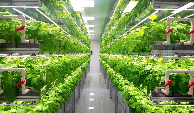 indoor-farm-adobestock-358626162-144715_735.jpeg