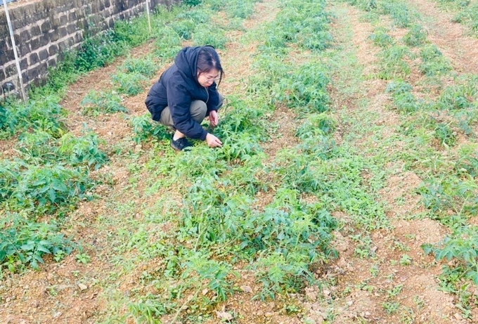 Cán bộ Chi cục Trồng trọt và Bảo vệ thực vật Sơn La kiểm tra tình hình sâu đục lá cà chua trên các diện tích cà chua vụ xuân hè 2024. Ảnh: Chi cục Trồng trọt và BVTV Sơn La.