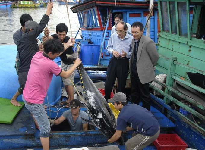 1-105049_738.jpg Những tháng đầu năm 2024, ngư dân thị xã Hoài Nhơn (Bình Định) trúng đậm cá ngừ đại dương. Ảnh: V.Đ.T.