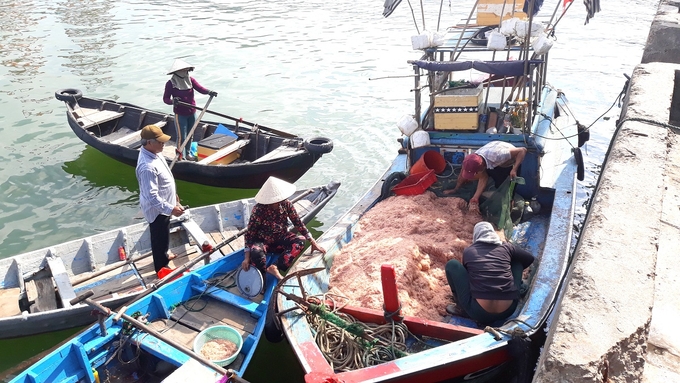 4-105050_45.jpg Ngư dân đánh bắt gần bờ trúng ruốc và cá cơm có thu nhập từ 3,5-21 triệu đồng/chuyến biển. Ảnh: V.Đ.T.