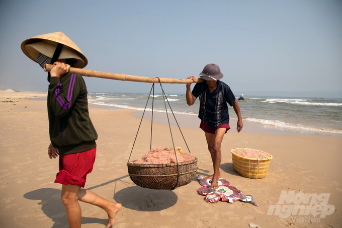 z5184594311663_84523d3895b39d05121b01f2a3c308f4-111440_493-111440.jpg Những chiếc đòn gánh oằn xuống, ngư dân xắn quần lên quá đầu gối để đưa ruốc biển lên bờ. Ảnh: VD.