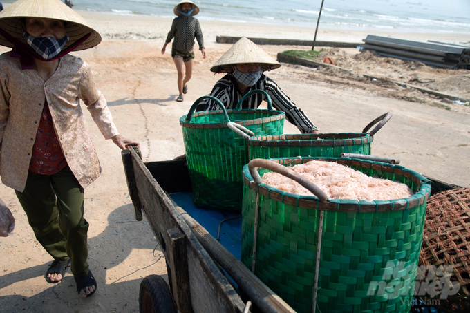 z5184594334512_c2b1c47a9fc7540334871a932202902d-111444_231-111445.jpg Đây là dịp để ngư dân vùng bãi ngang Quảng Trị thu tiền tươi thóc thật. Ảnh: VD.
