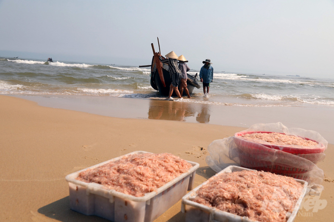 z5184859261286_6e57a9d2e32367ff6ba6ef98c507d34d-111452_97-111453.jpg Những chiếc thuyền nhỏ ngay lập tức quay mũi ra biển để tiếp tục đánh bắt. Ảnh: VD.