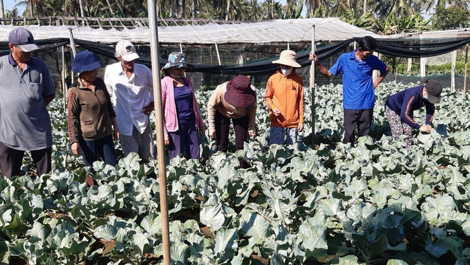 4-120527_882.jpg Mô hình trồng súp lơ vàng, một trong những mô hình khuyến nông thành công do Trung tâm Dịch vụ nông nghiệp thị xã Hoài Nhơn (Bình Định) triển khai trong năm 2023. Ảnh: V.Đ.T.