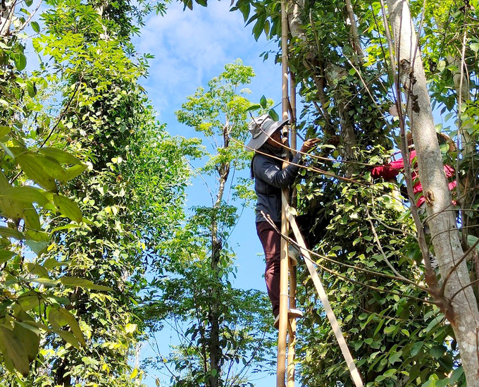 Thu hoạch hạt tiêu ở Bình Phước. Ảnh: Thanh Sơn,