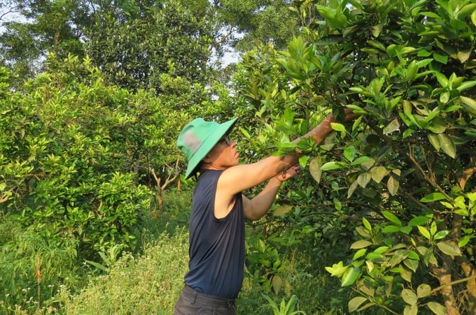 Người dân cải tạo vườn tạp để có thu nhập cao mỗi năm. Ảnh: T. Đức.