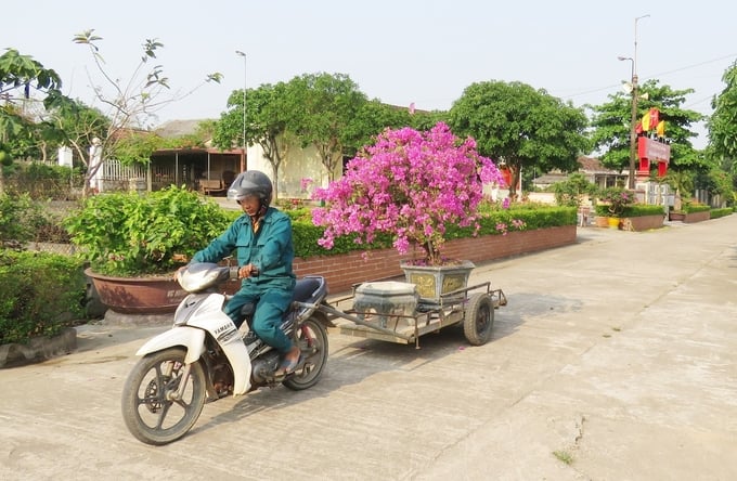Người dân chở hoa trang trí cho những tuyến đường để đón Tết. Ảnh: T. Đức.