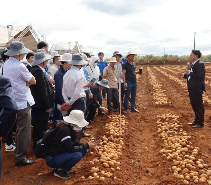 Farmers and experts visiting a potato production linkage model. Photo: Dang Lam.