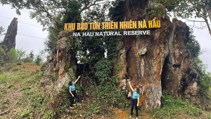 Rừng là một phần trong đời sống của người dân xã Nà Hẩu. Ảnh: Hùng Khang.
