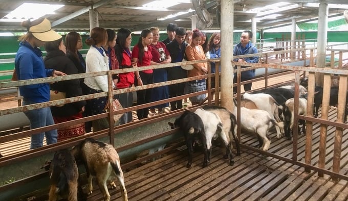 Các học viên tham quan mô hình chăn nuôi dê. Ảnh: Việt Toàn.