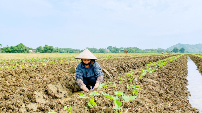 Diện tích cây vụ đông của Ninh Bình có xu hướng giảm.