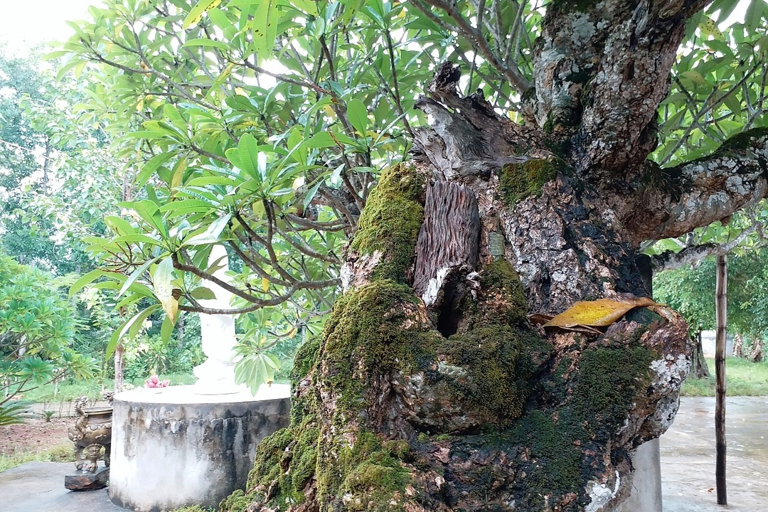 Cây đại già còn sót lại trên nền chùa cũ.