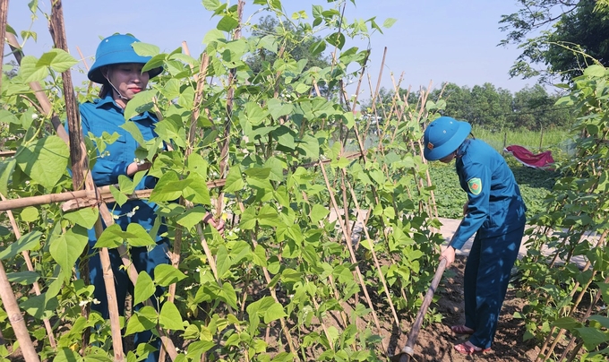 Chăm sóc vườn rau của đơn vị. Ảnh: T. Đức.