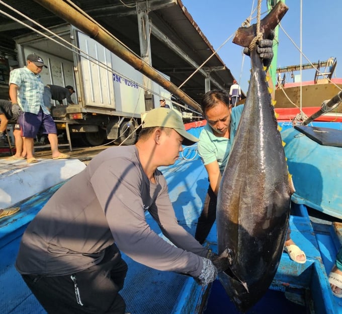 Tuna exports to the EU are increasing very strongly at the beginning of this year.