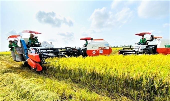 Traders act as a bridge between farmers and businesses, limiting possible risks for parties involved in the rice industry value chain.