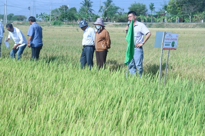 z5237990131596_73f9623dd90994491588a377eb579359-131808_833.jpg Giống lúa Hưng Long 555 có thời gian sinh trưởng trong vụ đông xuân khoảng 100- 105 ngày. Ảnh: Mai Phương.